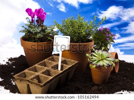 Gardening concept, work tools, plant