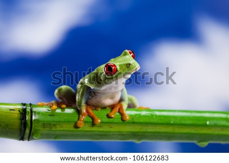 Red eye frog and blue sky