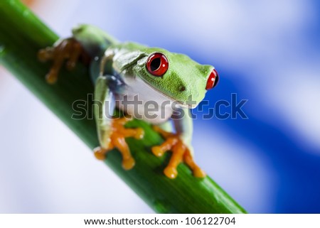 Red eye frog and blue sky