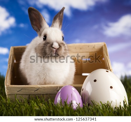 Easter, bunny white blue sky background