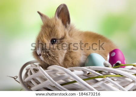 Easter animal, bunny