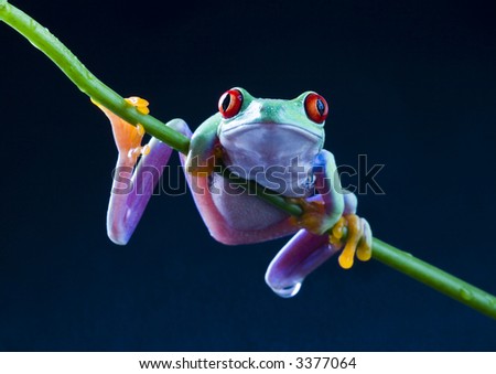 Clip Art Tree Frog. photo : Red-Eyed Tree Frog