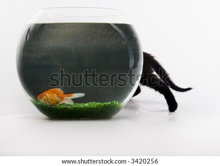 Black cat & Gold fish