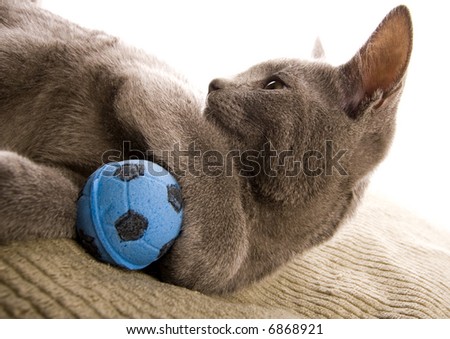 Blue Grey Cat