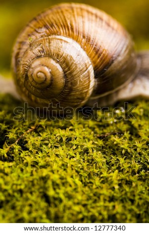 Hard shell of snail