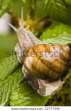 Hard shell of snail