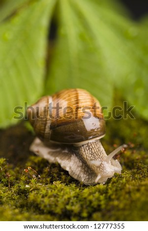 Shell & Snail
