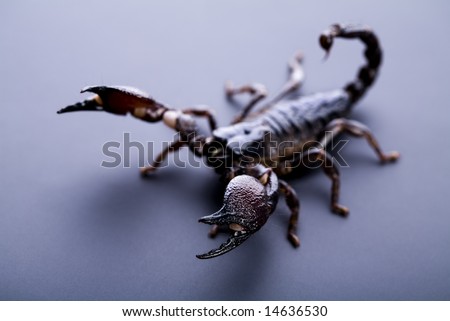 Animal Image - Scorpion