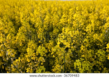 Yellow canola fields