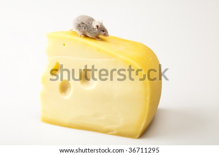 Cheese and mouse