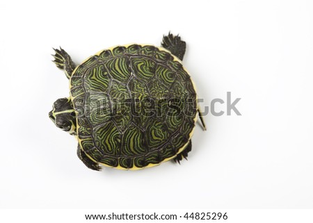 Turtle Animal