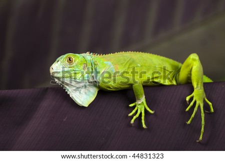 Iguana as a dragon