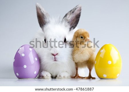 easter bunnies and chicks. stock photo : Easter bunny on