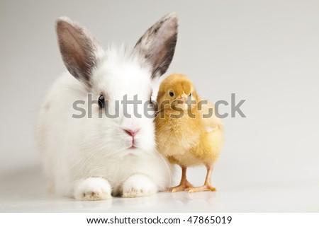 easter bunnies and chicks. stock photo : Easter bunny on