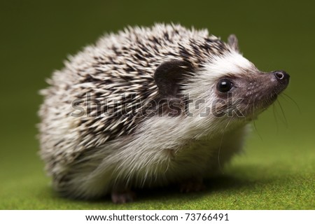 Hedgehog Hedgehog
