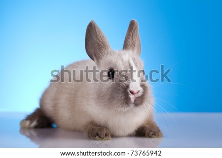 Bunny, Rabbit animal