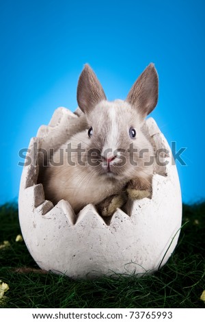 Baby bunny, Easter animal