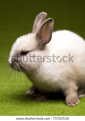Easter animal, Baby bunny