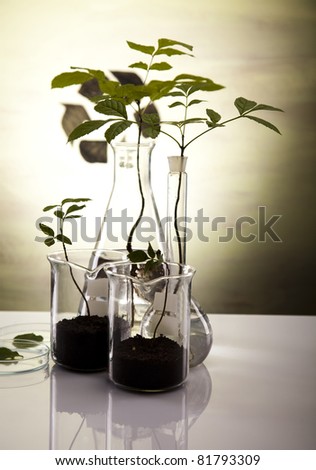 Plants in test tubes in  laboratory