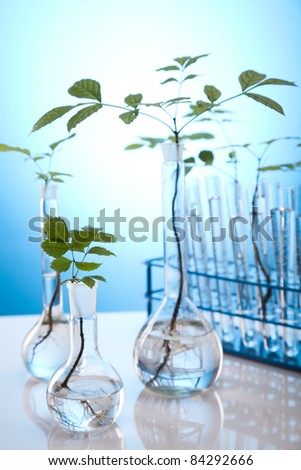Plants growing in test tubes in a research laboratory