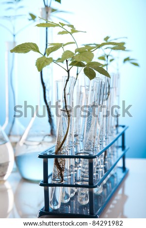 Close-up of plants in test tubes aboratory