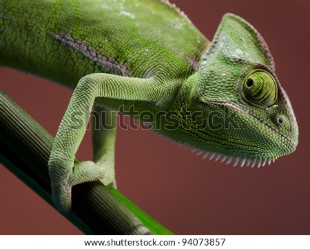 Lizard families, Chameleon