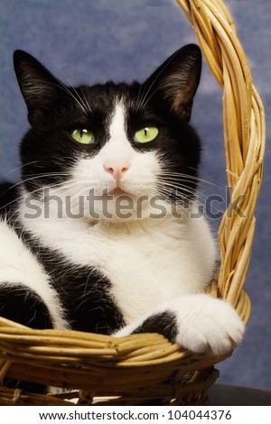 black and white cat in a basket