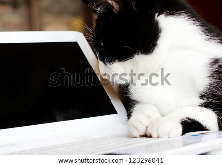 computer cat over laptop