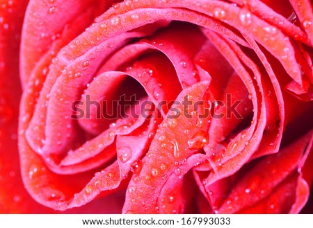 red rose with dew