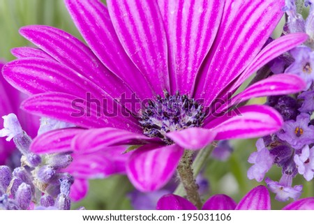 african daisy close up in outdoor scene