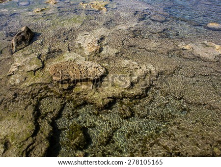 transparent sea with sea weed and sea urchins under water