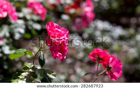 pink rose plant with rose plant background