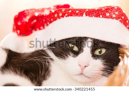 Christmas cat with Santa red hat