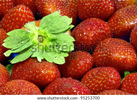 strawberry fruit  macro with wet strawberry leaf