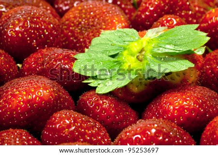 strawberry fruit  macro with wet strawberry leaf