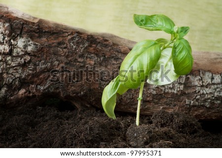 basil plant on soil with natural background