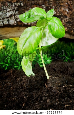 basil plant on soil with natural background