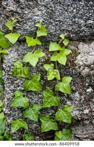 ivy growing up a stone wall