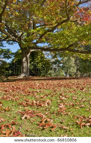Red oak tree with autumn leaves on grass