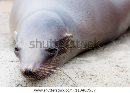 Closeup of a dark sea lion on a rock with shallow depth of field