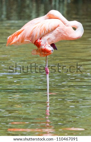Flamingo standing on one leg in the water with reflections