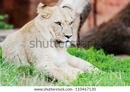 Portrait of a young lion lying in the grass