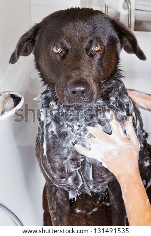 Portrait of a black dog in a bath tub with a hand washing its fur