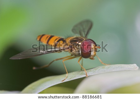 Close-up of a hover fly on a green leaf