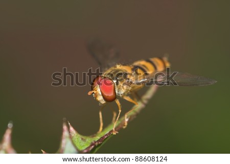 Hover fly closeup on a thorny branch