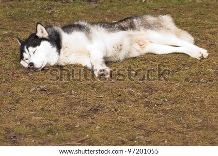 Sleeping Husky