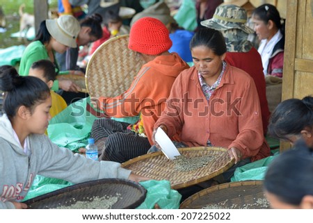 PAKSONG, LAOS - MARCH 17: People unidentified selecting coffee beans after drying in the sun on March 17, 2014 in Paksong, Bolaven Plateau, Laos