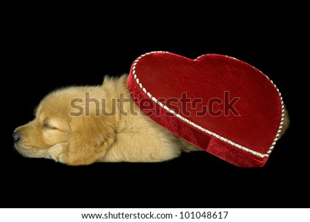 Valentines Box Dog