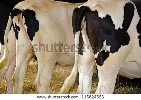rear ends of Holstein cattle