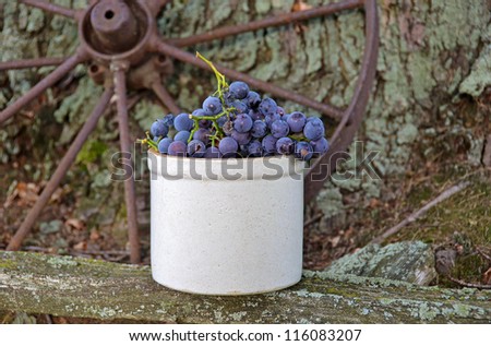 concord grapes in old crock with rusty wagon wheel